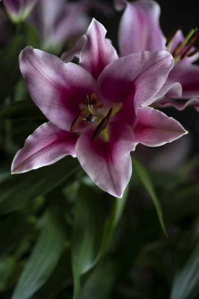 在花园里看到一朵粉红色的观星花的垂直照片 — 图库照片