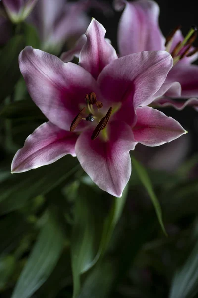 Disparo Vertical Una Flor Estrella Rosa Jardín —  Fotos de Stock