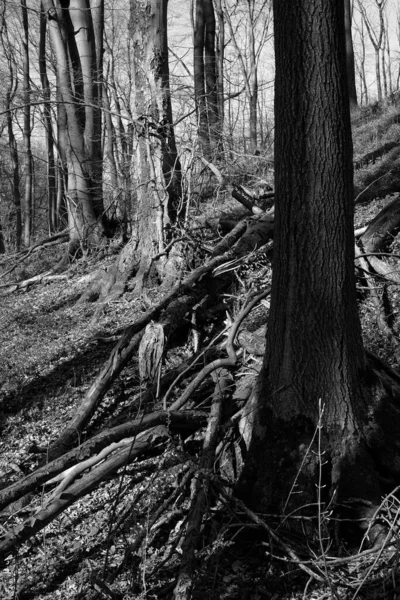 Uma Foto Tons Cinza Das Grandes Árvores Secas Floresta — Fotografia de Stock