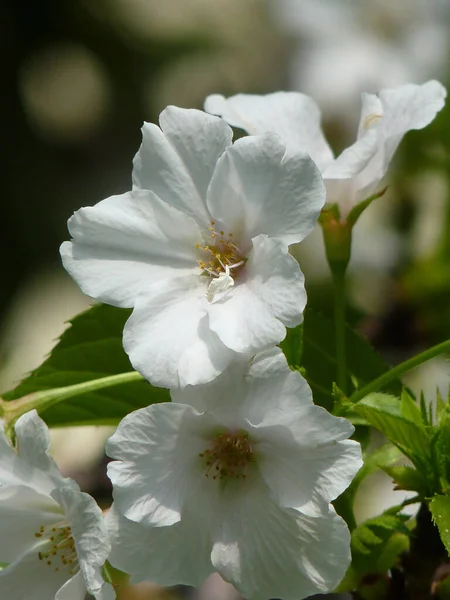 Detailní Záběr Krásné Třešňové Květy Rozmazaném Pozadí — Stock fotografie