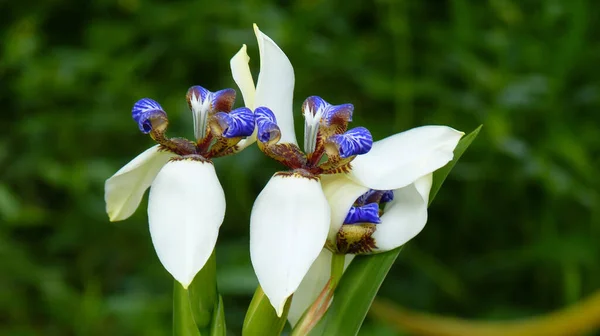 Una Messa Fuoco Selettiva Bel Fiore Iris Che Cammina — Foto Stock
