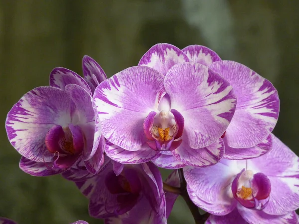 Közelkép Egy Csomó Gyönyörű Rózsaszín Fehér Orchideáról — Stock Fotó