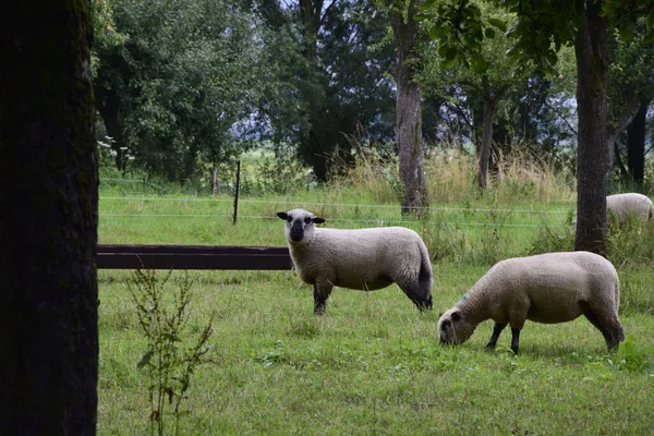 Tiro Close Ovelhas Rosto Preto Meio Campo Enquanto Come Grama — Fotografia de Stock