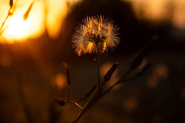 Gün Batımında Parkta Bir Karahindiba Çiçeğinin Sığ Odak Noktası — Stok fotoğraf