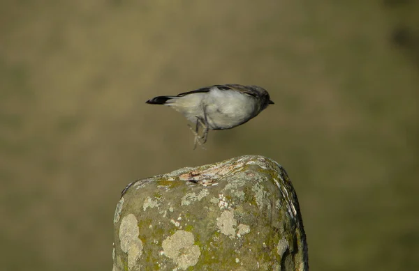 Bir Kuşun Kayanın Üzerinde Uçarken Çekilen Seçici Odak Noktası — Stok fotoğraf