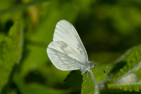 Ένα Κοντινό Πλάνο Μιας Λευκής Πεταλούδας Leptidea Sinapis Που Κάθεται — Φωτογραφία Αρχείου