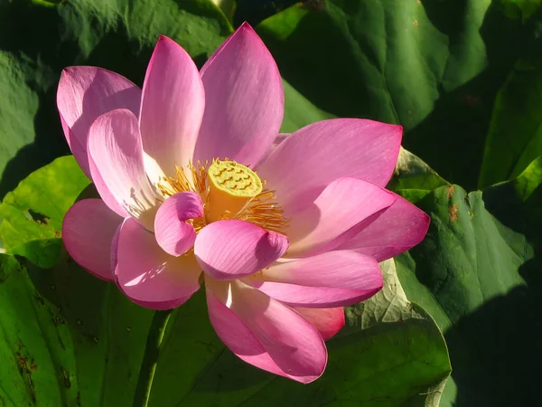 Eine Nahaufnahme Eines Heiligen Lotus Sonnenlicht — Stockfoto