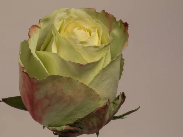 Eine Isolierte Nahaufnahme Einer Leicht Verblassten Weißen Und Rosa Rose — Stockfoto