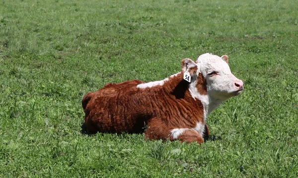 Una Hermosa Toma Vaca Lechera Marrón Blanca Campo —  Fotos de Stock