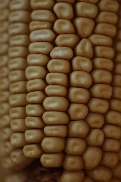 Селективный Снимок Кукурузного Початка — стоковое фото