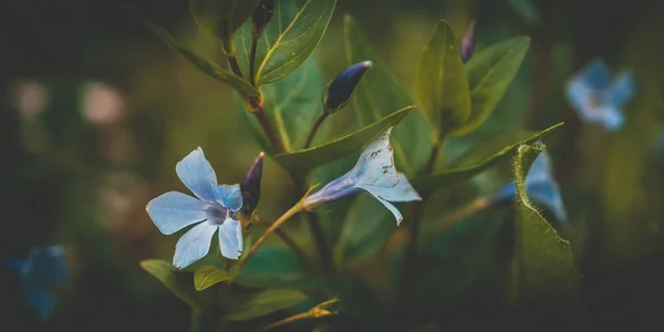 Primer Plano Hermosas Flores Azules —  Fotos de Stock
