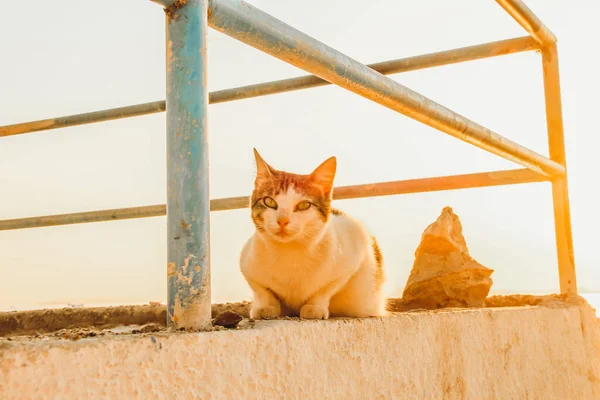 太陽の下で港に座っている愛らしい猫 — ストック写真