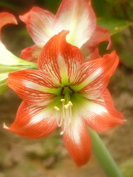 Tiro Seletivo Foco Flores Bonitas Amaryllis Que Florescem Jardim — Fotografia de Stock