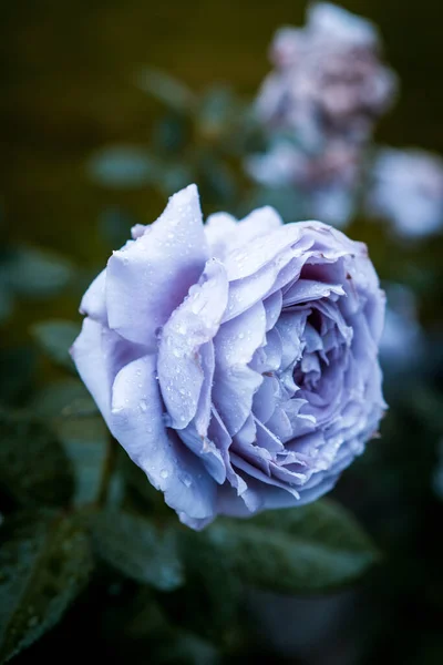 Closeup Shot Beautiful Garden Rose Water Droplets Its Petals — Stock Photo, Image