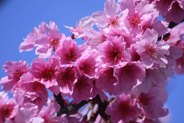 Ytlig Fokus Närbild Skott Rosa Sakura Körsbär Blommor Framför Den — Stockfoto