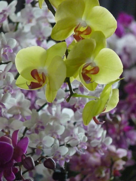 Крупный План Цветков Желтой Орхидеи — стоковое фото