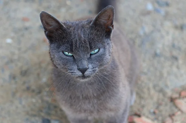 Egy Közeli Felvétel Egy Zsémbes Chartreux Macskáról Mezőn Nappal — Stock Fotó