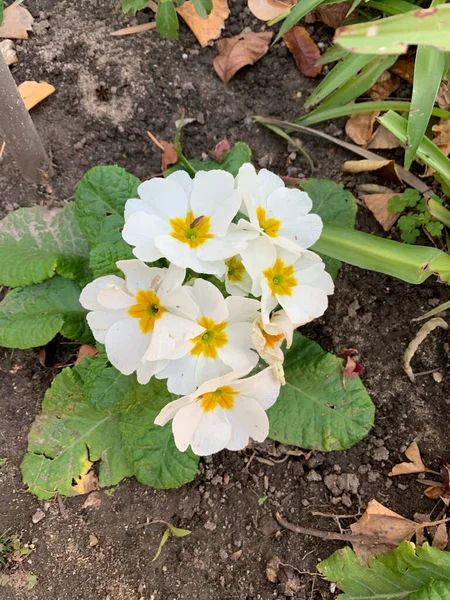 Bahçedeki Güzel Beyaz Sarı Çuha Çiçeklerinin Dikey Görüntüsü — Stok fotoğraf