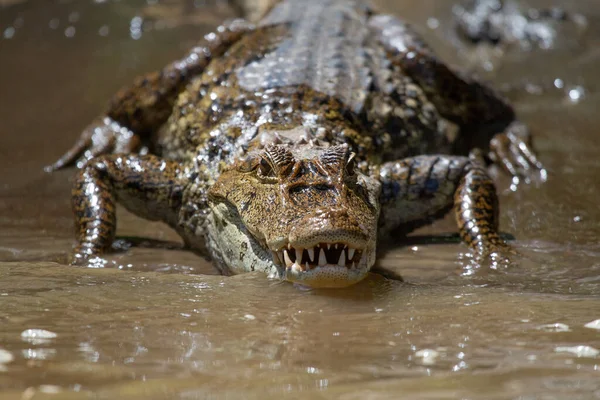 Захватывающий Вид Голодного Большого Аллигатора Выходящего Воды — стоковое фото