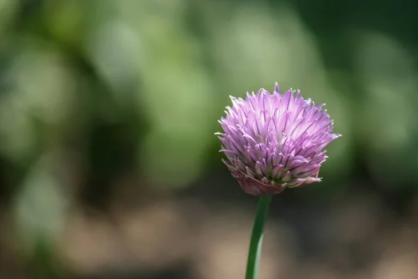 Красивый Вид Фиолетового Цветка Естественном Фоне — стоковое фото