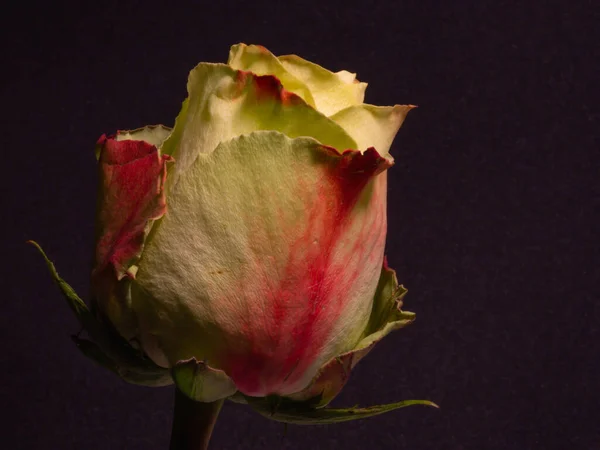 Tiro Close Isolado Uma Rosa Branca Rosa Ligeiramente Desbotada — Fotografia de Stock