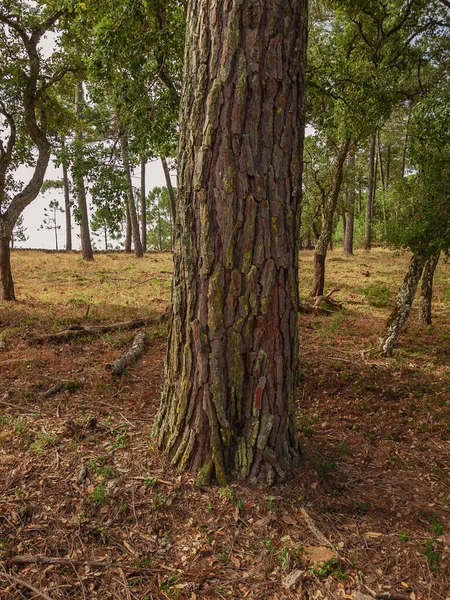 Vertikální Záběr Mechem Porostlého Kmene Stromu Lese — Stock fotografie