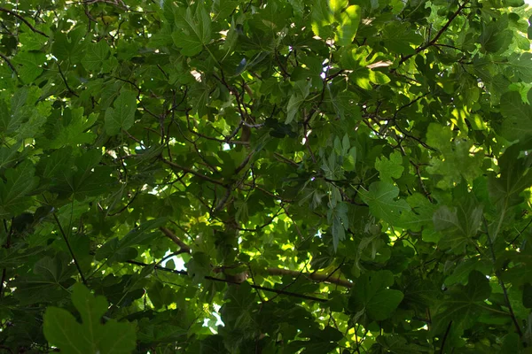 Plan Angle Bas Des Feuilles Croissance Sur Arbre — Photo