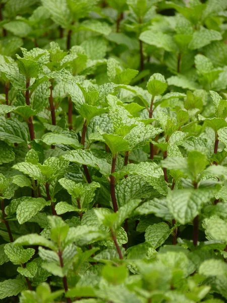 Inquadratura Selettiva Delle Piante Menta — Foto Stock