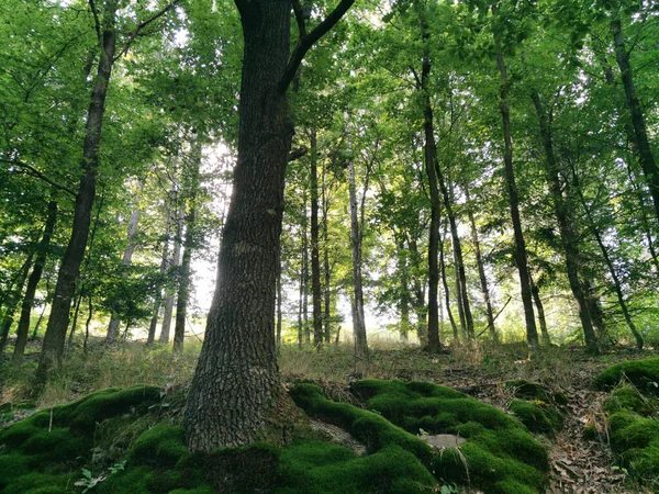 Listy Rostoucí Větvích Stromů Lese — Stock fotografie