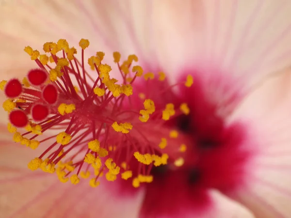 Zbliżenie Ujęcia Różowego Hibiskusa — Zdjęcie stockowe