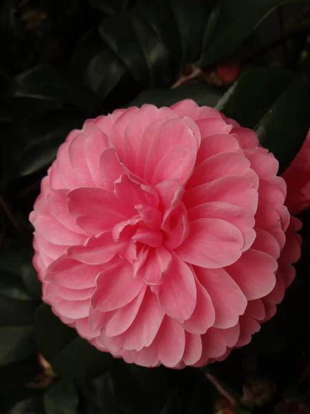 Gros Plan Vertical Une Fleur Camélia Rose Dans Jardin — Photo