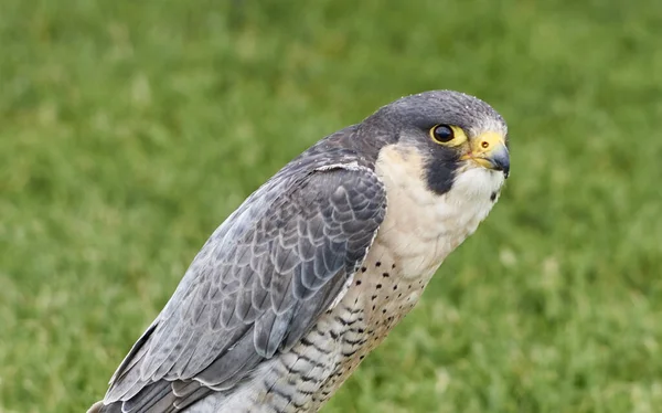 Närbild Grå Hök Som Står Park — Stockfoto