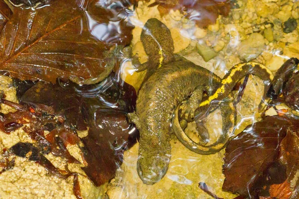 Primer Plano Salamandra Del Arroyo Pirenaico Calotriton Asper Amphibian Cataluña —  Fotos de Stock