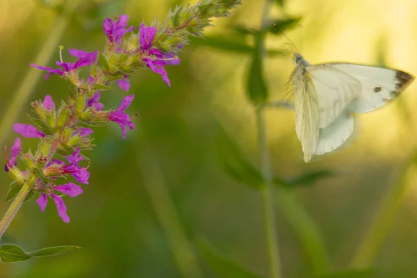 Tiro Seletivo Foco Uma Borboleta Branca Flor Lilás Perfeito Para — Fotografia de Stock