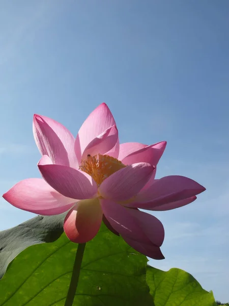 真っ青な空の前の庭でピンクの蓮の花の垂直浅いフォーカスクローズアップショット — ストック写真