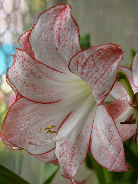 Kırmızı Beyaz Bir Hippeastrum Çiçeğinin Dikey Görüntüsü — Stok fotoğraf