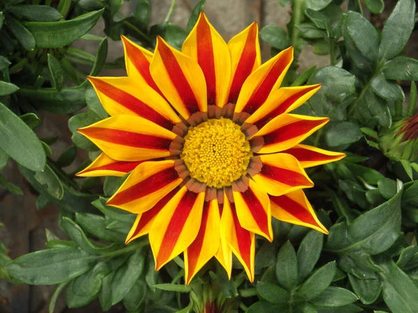 Primo Piano Messa Fuoco Superficiale Fiore Gazania Giallo Rosso Giardino — Foto Stock