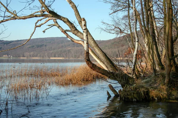 Παλιά Δέντρα Στην Όχθη Της Λίμνης Laach Στη Γερμανία Φθινόπωρο — Φωτογραφία Αρχείου