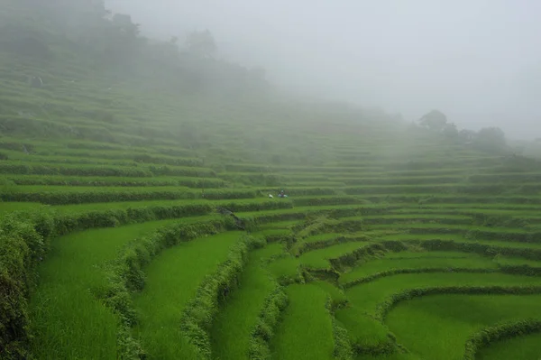 Prachtige Groene Terrasvormige Rijstvelden Van Nepal Bij Mistig Weer Bij — Stockfoto
