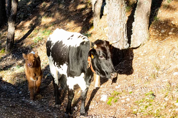 Вид Двух Коров Идущих Пастбище — стоковое фото