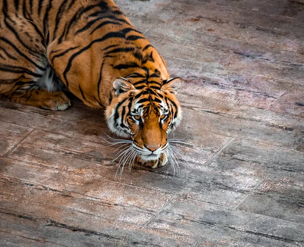 Tiro Ángulo Alto Hermoso Tigre Siberiano Descansando Sobre Suelo Madera — Foto de Stock