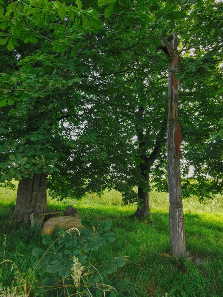 Bladeren Groeien Boomtakken Het Bos — Stockfoto