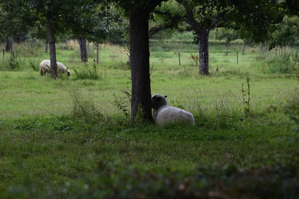 Вибірковий Знімок Фокусу Чорнолицьової Вівці Лежить Під Деревом — стокове фото