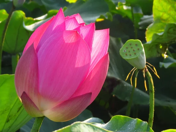 Gros Plan Beau Lotus Rose Fleurs Dans Verdure — Photo