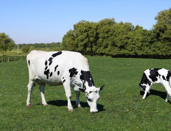 在田野里拍了一张漂亮的黑白奶牛照片 — 图库照片