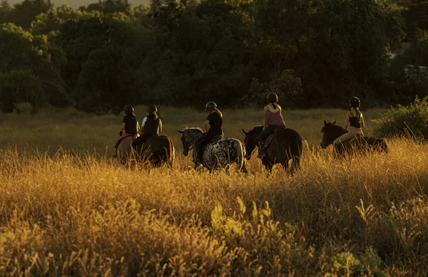 Bel Tiro Cavalieri Campo — Foto Stock