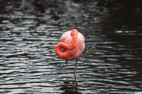 Płytkie Ujęcie Flaminga Rzece — Zdjęcie stockowe