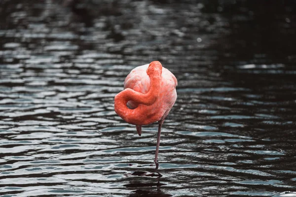 Mise Point Peu Profonde Flamant Rose Dans Une Rivière — Photo