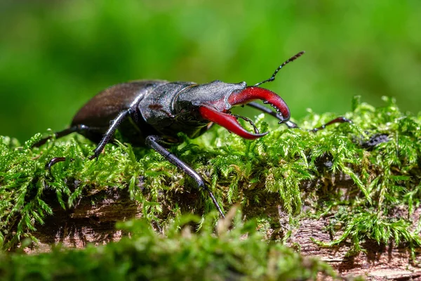 Primer Plano Escarabajo Ciervo Hierba Bajo Luz Del Sol Con — Foto de Stock