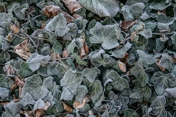 Krásný Záběr Zelených Listů Břečťanových Rostlin Pokrytých Chraplavým Mrazem — Stock fotografie